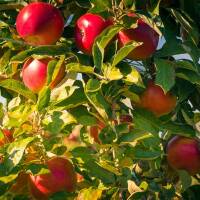 Apfel Idared Busch im C7,5