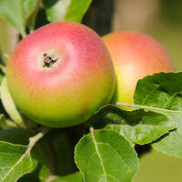Apfel Kronprinz Rudolf Busch im C7,5