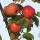 Apfel Rubinette Halbstamm im C10