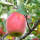 Apfel Schafnase Halbstamm