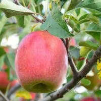 Apfel Schafnase Busch im C7,5