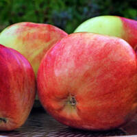 Apfel Gravensteiner Spalier 150cm+ im C7,5