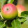 Trio-Apfel: Kronprinz / Braeburn / Gloster – Halbstamm im C20