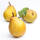 Trio-Birnbaum (Alexander Lucas / Gellerts Butterbirne / Boscs Flaschenbirne) Busch im C20