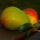 Trio-Birnbaum (Gellerts Butterbirne / Gute Luise/ Williams Christ) Halbstamm im C20