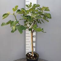 Feige Gentil Bianco Stämmchen 50cm