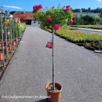Stammrose Heidetraum Stammhöhe 80cm