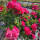Stammrose Heidetraum Stammhöhe 80cm
