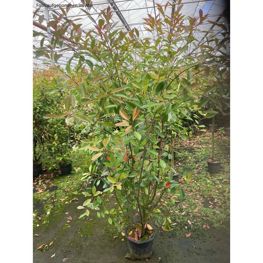 eukalyptus gummibaum Eucalyptus gunnii (Mostgummi-Eukalyptus) kaufen