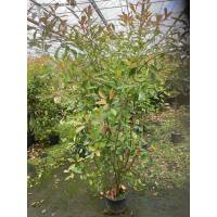 Glanzmispel Red Robin 170-180cm im 20l Topf