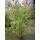 Glanzmispel Red Robin 170-180cm im 20l Topf