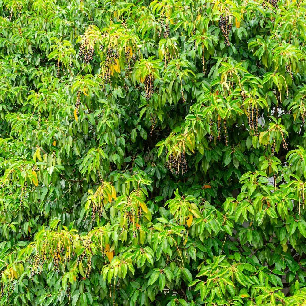 wann portugiesischen kirschlorbeer pflanzen Portugiesischer Kirschlorbeer - Prunus lusitanica main image 0