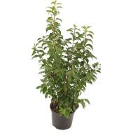 Portugiesischer Lorbeer Angustifolia 60-70cm im 3l Topf