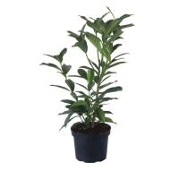 monstera ocean Monstera Ocean Mint  KAC Exotic Plant Collective