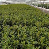 Kirschlorbeer Caucasica 60-70cm im 3l Topf