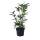 Kirschlorbeer Caucasica 60-70cm im 3l Topf