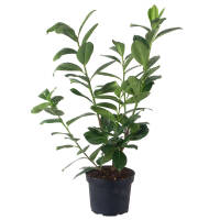 Kirschlorbeer Novita 60-70cm im 3l Topf