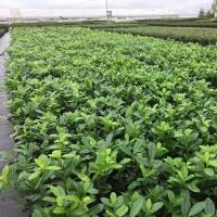 Kirschlorbeer Novita 60-70cm im 3l Topf