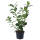 Kirschlorbeer Novita 60-70cm im 3l Topf