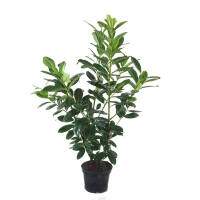 Kirschlorbeer Novita 80-90cm im 5l Topf