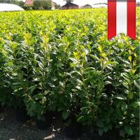 Kirschlorbeer Novita 80-90cm im 5l Topf