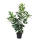 Kirschlorbeer Novita 80-90cm im 5l Topf