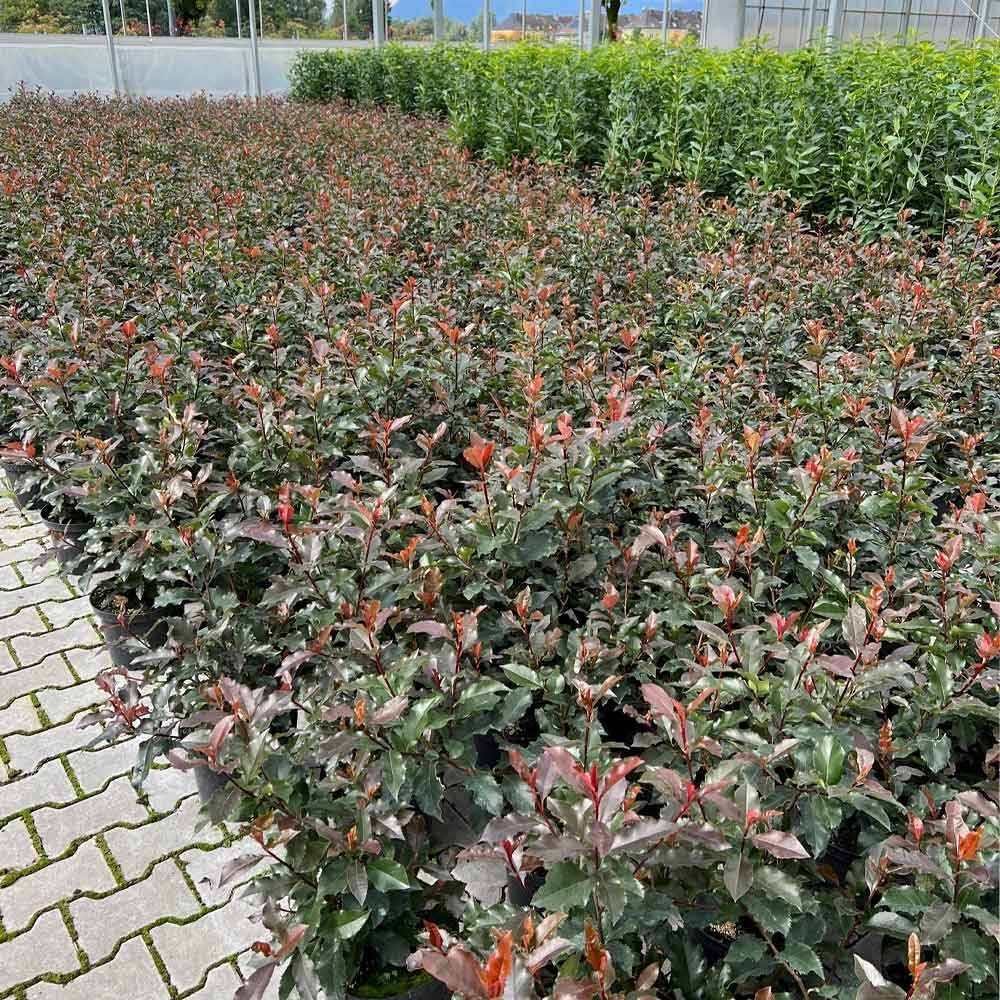 Glanzmispel 'Magical Volcano' 80-100cm im 7,5l Topf online bestellen, 23,66