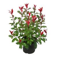 Glanzmispel Magical Volcano 80-100cm im 7,5l Topf