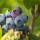 Gartenheidelbeere Hortblue Petite 30-40cm | 3 Liter