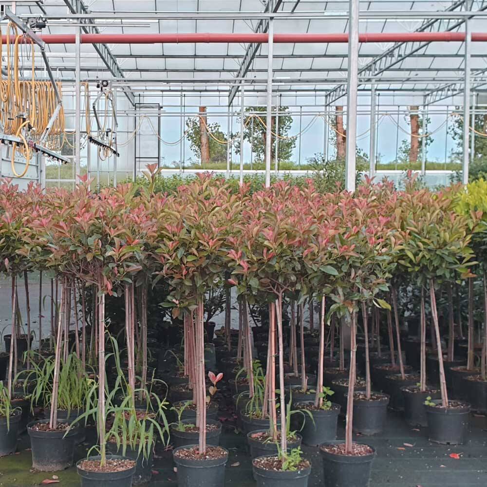 euphorbia wolfsmilch kaktus Dreikantige Wolfsmilch kaufen