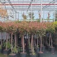 Glanzmispel 'Pink Marble' Stmmchen 90cm | Kugel  80cm online bestel,  162,35