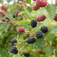 Brombeere BIO Stachellos Navaho 30-50cm