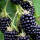 Brombeere BIO Stachellos Navaho 30-50cm