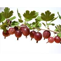 Stachelbeere BIO Captivator rot 30-50cm