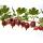 Stachelbeere BIO Captivator rot 30-50cm