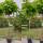 Kugel-Trompetenbaum Nana Stammhöhe 150cm | Stammumfang 8-10cm
