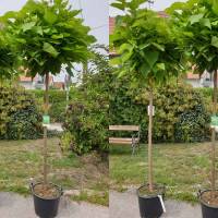Kugel-Trompetenbaum Nana Stammhöhe ca 200cm |...