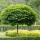 Kugel-Trompetenbaum Nana Stammhöhe ca 200cm | Stammumfang 12-14cm