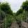 Kugel- Robinie Umbraculifera Stammhöhe ca 200cm | Stammumfang 10-12cm