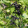 BIO Johannisbeere schwarz Titania