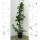 Hainbuche - Carpinus betulus 125-150cm