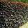 Blutbuche - Fagus sylvatica ,Atropunicea 50-60cm