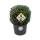 Japan-Stechpalme Dark Green® - Kugel 25cm Kugel-Durchmesser