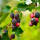 Felsenbirne Saskatoon Berry 60-80 cm