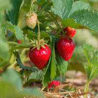 Erdbeere ,Mara des Bois