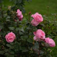 Beetrose Queen Elizabeth rosa