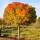 Kugel-Amberbaum Gumball Stammhöhe ca 200cm |  Stammunfang 10-12cm
