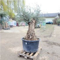 Olivenbaum Olea Europea `RUSTY`