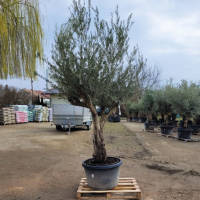 Olivenbaum Olea Bonsai `Magic Mike `