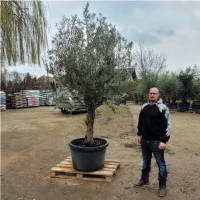 Olivenbaum Olea Europea